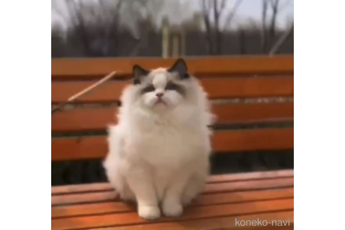 販売中のラグドールの親猫